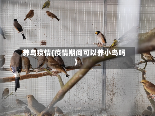 养鸟疫情(疫情期间可以养小鸟吗)