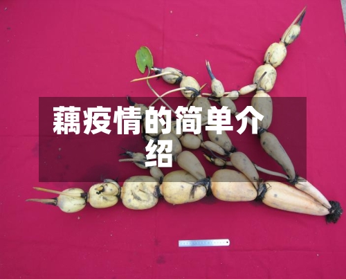 藕疫情的简单介绍-第2张图片