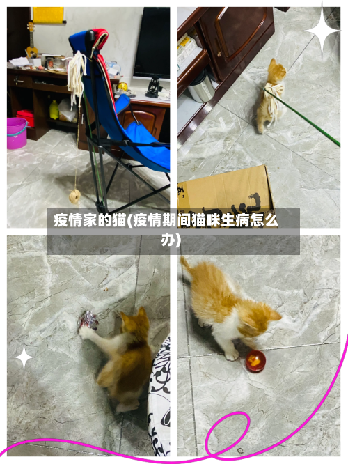 疫情家的猫(疫情期间猫咪生病怎么办)