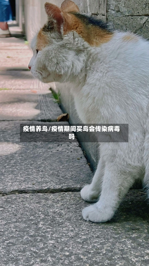 疫情养鸟/疫情期间买鸟会传染病毒吗