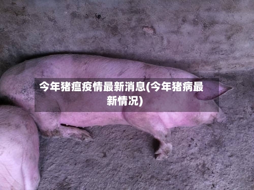 今年猪瘟疫情最新消息(今年猪病最新情况)