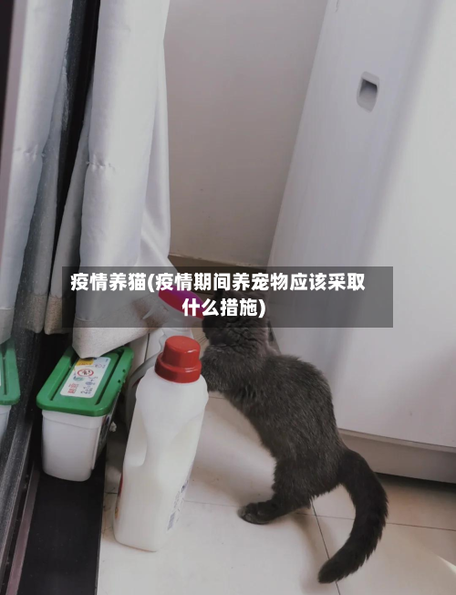 疫情养猫(疫情期间养宠物应该采取什么措施)