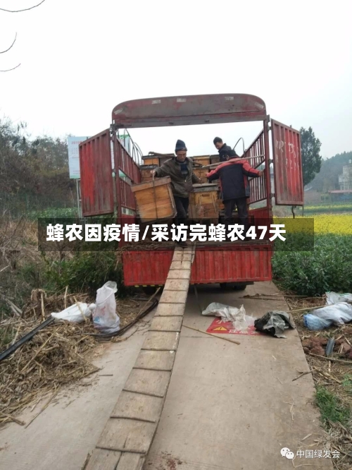 蜂农因疫情/采访完蜂农47天-第2张图片