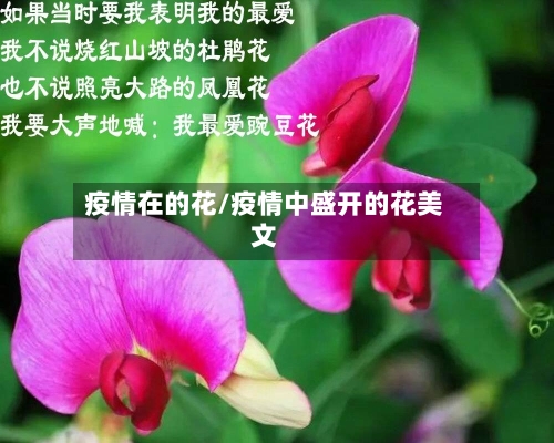 疫情在的花/疫情中盛开的花美文-第2张图片