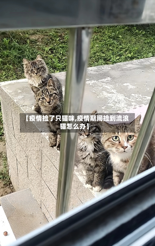 【疫情捡了只猫咪,疫情期间捡到流浪猫怎么办】