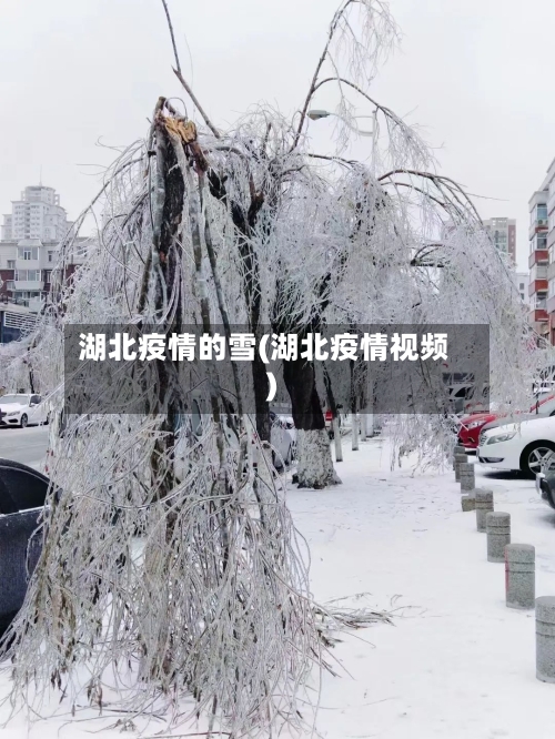 湖北疫情的雪(湖北疫情视频)