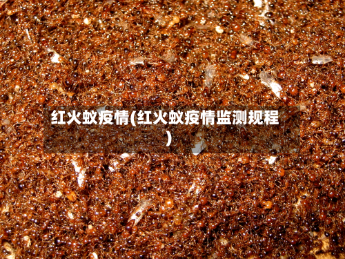 红火蚁疫情(红火蚁疫情监测规程)-第2张图片