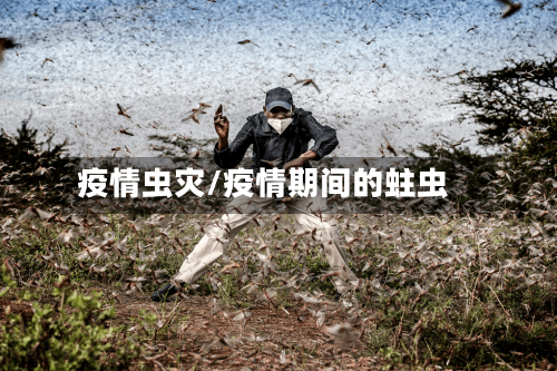 疫情虫灾/疫情期间的蛀虫