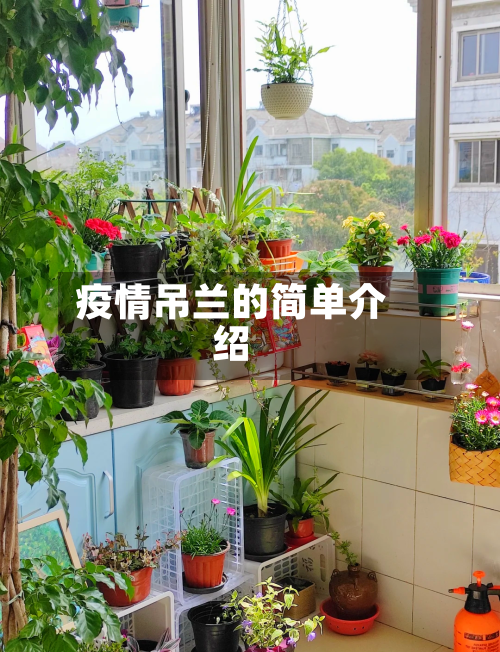 疫情吊兰的简单介绍-第2张图片