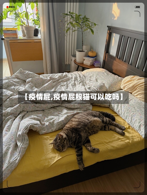 【疫情屁,疫情屁股猫可以吃吗】-第3张图片