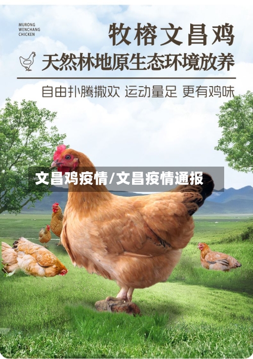 文昌鸡疫情/文昌疫情通报-第2张图片