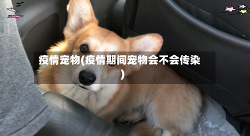 疫情宠物(疫情期间宠物会不会传染)