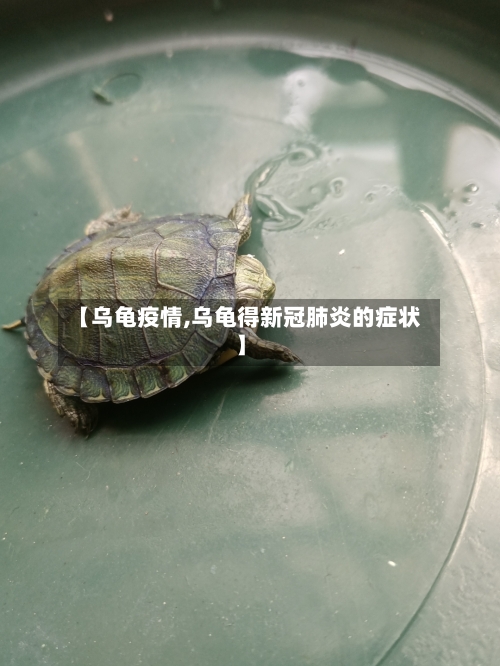 【乌龟疫情,乌龟得新冠肺炎的症状】