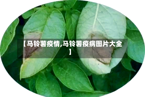 【马铃薯疫情,马铃薯疫病图片大全】