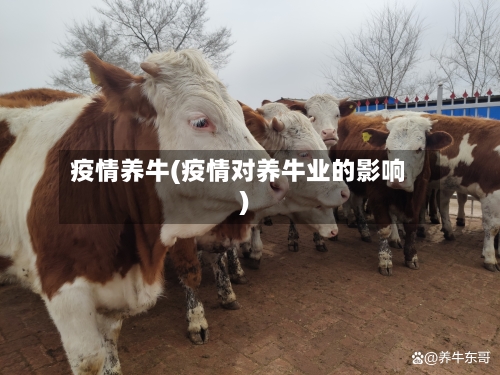 疫情养牛(疫情对养牛业的影响)-第2张图片