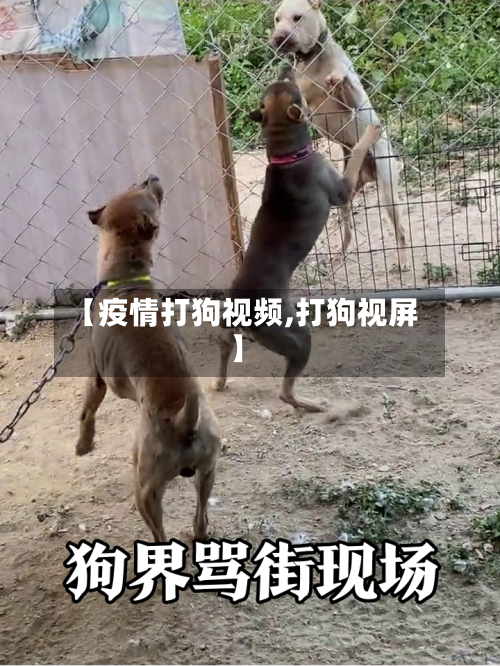 【疫情打狗视频,打狗视屏】-第2张图片