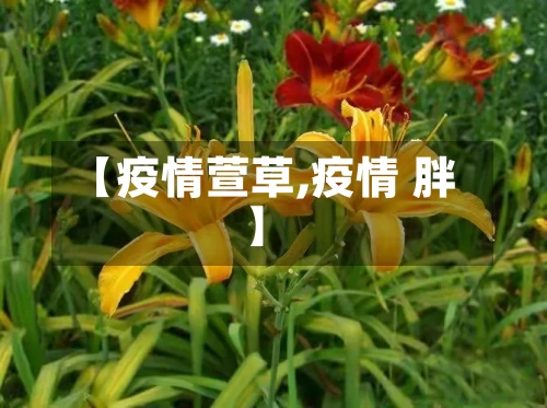 【疫情萱草,疫情 胖】