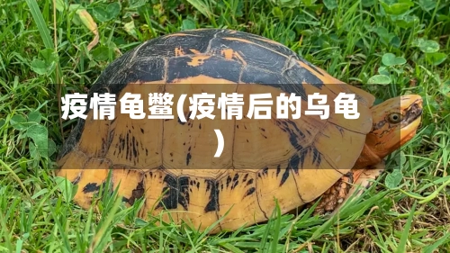 疫情龟鳖(疫情后的乌龟)
